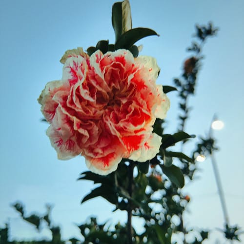 دانلود آهنگ آشوبم کجایی ببینی حال و روزمو هوش مصنوعی