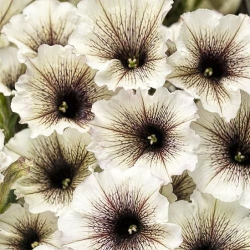 دانلود آهنگ تک تک روزامو به فکر تونم به عکسات خیره میشم
