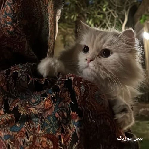 دانلود آهنگ دل اسیره از فرووال (هوش مصنوعی)