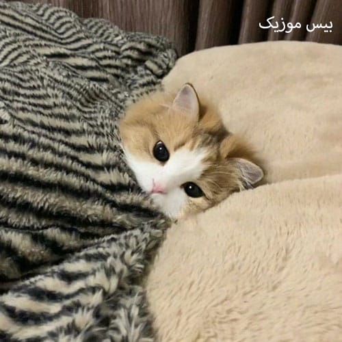 دانلود آهنگ گادو آلیم من سنین شکردی جان دی یار از ساواش