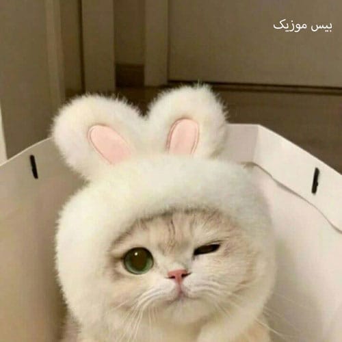 دانلود آهنگ دی بلال دی بلال آخی بلال بلال دختر ترند اینستا