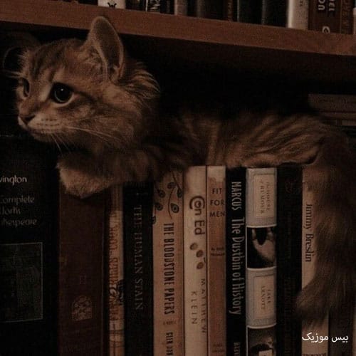 دانلود آهنگ انگار به فکر آب و نان است هنوز هوش مصنوعی