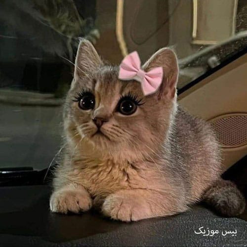 دانلود آهنگ هی میکشم نازشو دست خودم نیست اون نازه چون