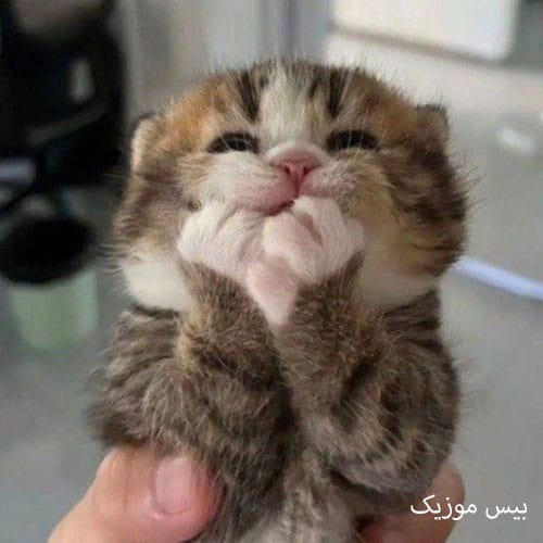 دانلود آهنگ مو خو زمونه دشمنمن از شاهین زارعی