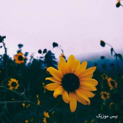 دانلود آهنگ مادر از پیانیک