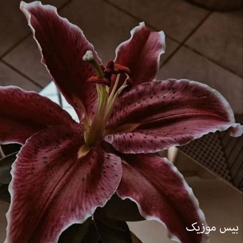 دانلود ریمیکس یهو اومد همیرا صداش اومدی داغونم کنی بی سرو سامونم کنی